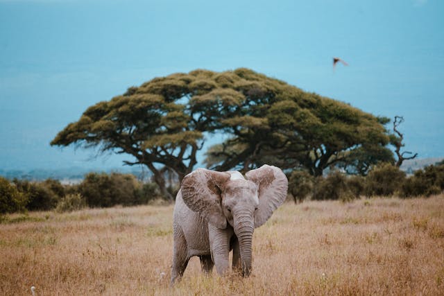 Kenya